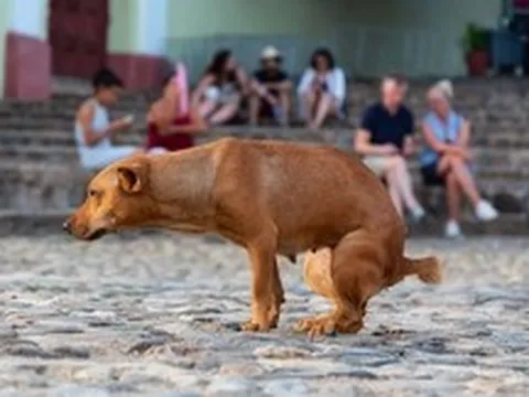 Các nhà khoa học phát hiện điều kỳ lạ ở một thói quen của loài chó, nghi liên quan tới từ trường Trái Đất