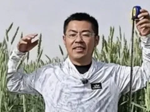 Phát hiện loại lúa lạ cao hơn con người, được trồng la liệt ở vùng đất gần 700 ha, mỗi năm thu 40.000 tấn