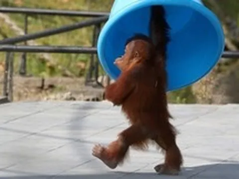 Bí mật 25 triệu năm hé lộ cái giá tiến hóa ít ai ngờ tới của con người