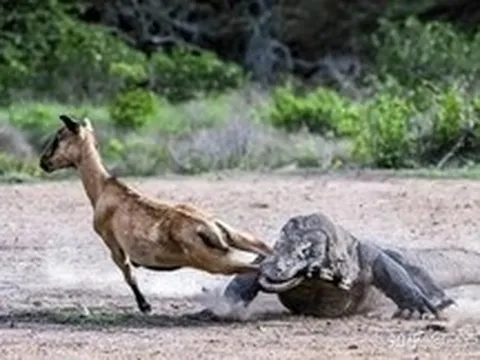 Nọc độc của rồng Komodo rốt cuộc đáng sợ đến mức nào?