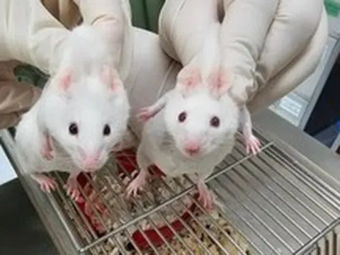 Đảo lộn thuyết tiến hóa: Chèn gen sinh vật đơn bào tỷ năm tuổi, chuột biến đổi kinh ngạc