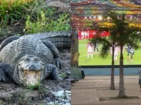 Trớ trêu: Khu xem World Cup miễn phí ế ẩm vì nằm giữa... đầm lầy cá sấu, muốn vào phải đi bộ qua vùng từng có cá sấu tấn công người