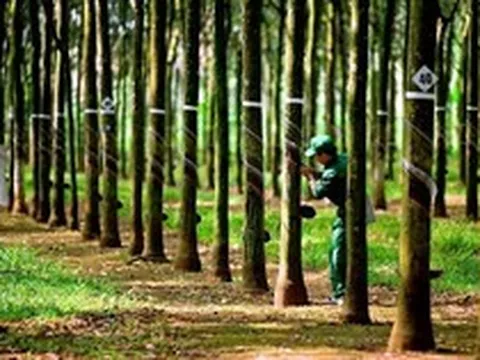 Một doanh nghiệp cao su báo lãi quý II tăng vọt, chuẩn bị thưởng cổ phiếu tỷ lệ “khủng” 300%
