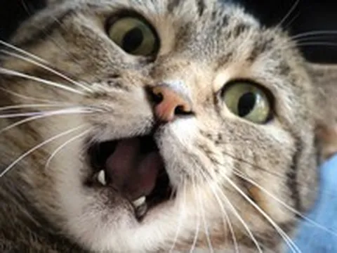 Một phần ba dân số thế giới có thể nhiễm ký sinh trùng từ mèo và sự thật đáng kinh ngạc