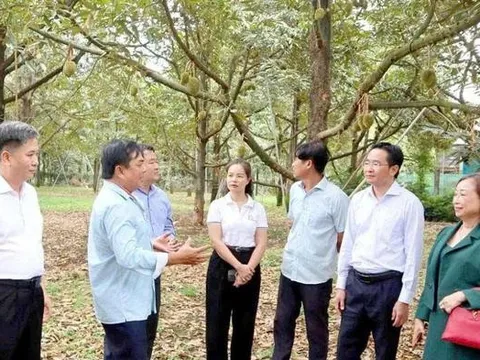 "Cởi trói" để giữ thị trường xuất khẩu sầu riêng