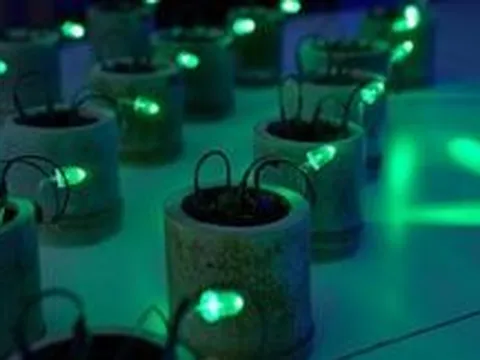 Kỹ sư Nhật Bản phát điện từ đất và phân hữu cơ