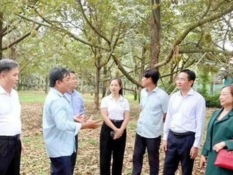 "Cởi trói" để giữ thị trường xuất khẩu sầu riêng
