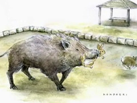 Lợn rừng bắt đầu săn thỏ trên hòn đảo nổi tiếng với biệt danh "đảo Thỏ" của Nhật Bản