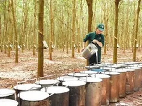 Một doanh nghiệp cao su chuẩn bị chốt ngày thưởng cổ phiếu tỷ lệ 300%