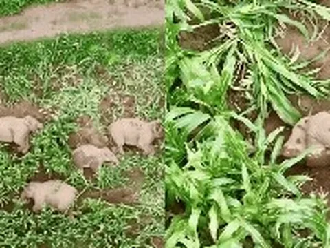 Đàn voi 7 con xâm chiếm ruộng ngô rồi lăn ra ngủ say sưa, cảnh tượng khiến chuyên gia 11 năm kinh nghiệm cũng phải kinh ngạc