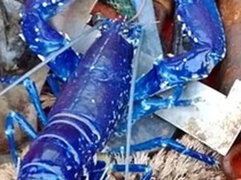 Hai cha con bắt được con tôm hùm có màu xanh cực hiếm