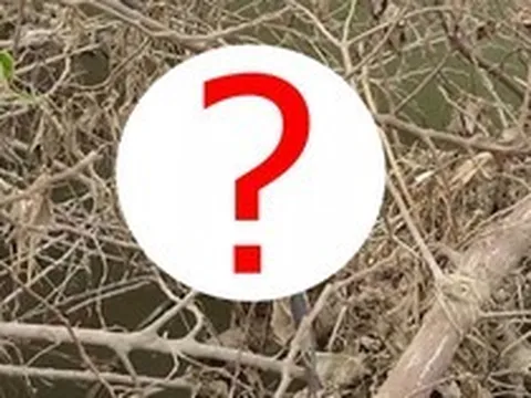 Đang chụp ảnh bên sông, người đàn ông phát hiện "quái vật" dài 2 m, vừa đến gần nó lập tức làm điều này