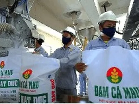 Phó Tổng Giám đốc Đạm Cà Mau (DCM) thôi chức trước thềm ĐHĐCĐ bất thường
