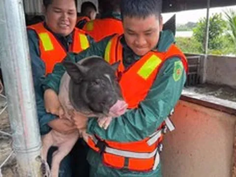 Mưa lũ ở Đồng Nai: Hơn 280 hộ dân bị ảnh hưởng, 115ha lúa và 41 ao cá ngập úng