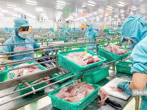 Xuất khẩu cá tra sang Anh tăng 23%, nhu cầu thực phẩm tiện lợi mở thêm dư địa