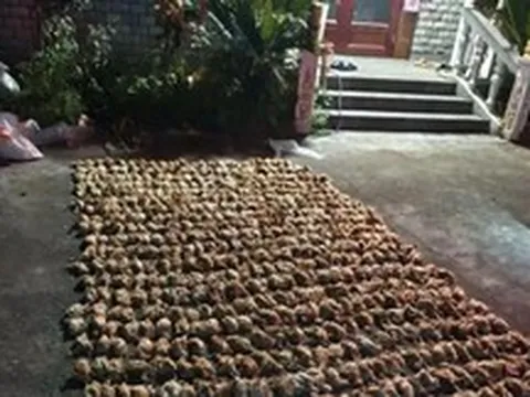 Trung Quốc: Bóng đen bí ẩn lao xuống trang trại lúc nửa đêm khiến hơn 1.400 con gà chết