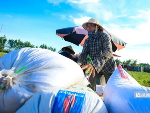 Từ 1/10, nhiều loại gạo được xuất khẩu mà không cần giấy chứng nhận đủ điều kiện kinh doanh
