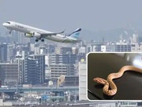 Phát hiện rắn dài 40cm trên máy bay, cơ trưởng hủy chuyến bay khẩn cấp