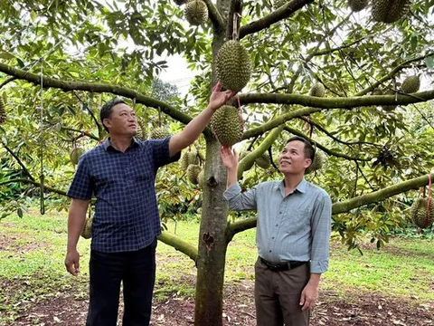 Trái sầu riêng và nỗi sầu chung: “Hết sầu” từ Nghị quyết 36?